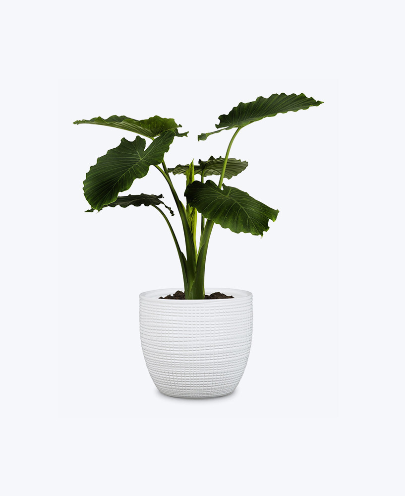 alocasia-odora