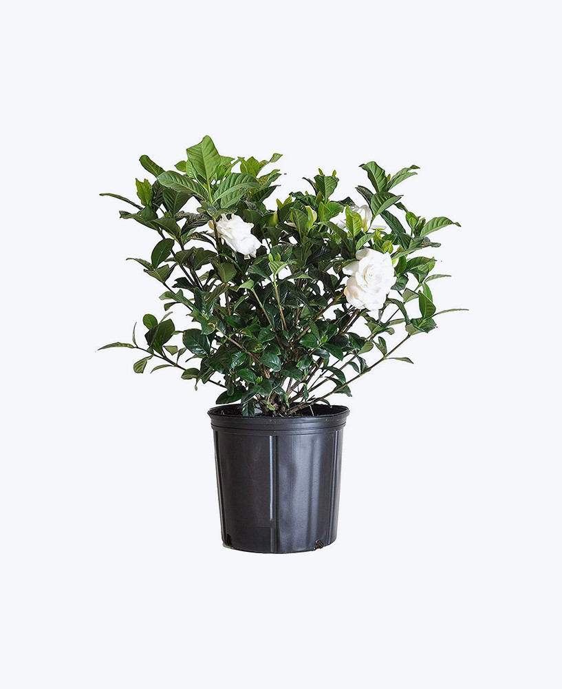 white-bloom-gardenia